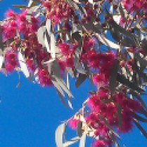 Spring in Central Australia